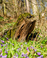 old wood tree on the green background