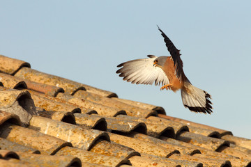 Lesser kestrel adult male flying first thing in the day