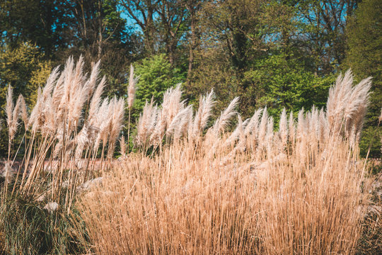 Common Reed (Phragmites Australis) in Meise, Belgium