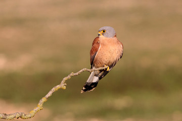 Male of Lesser kestrel, birds, falcons, kestrel, Falco naunanni