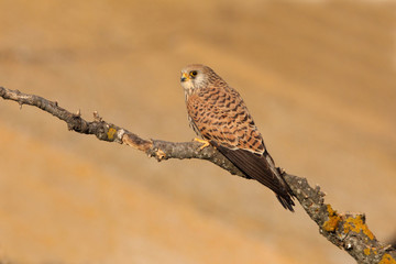 Lesser kestrel adult female with the first light of day