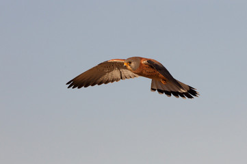 Lesser kestrel male flying with the first light of day