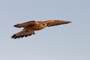 Lesser kestrel male flying with the first light of day