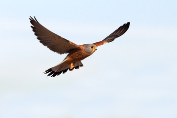 Obraz premium Lesser kestrel male flying with the first light of day