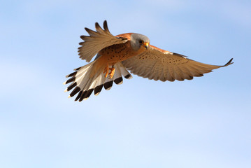 Lesser kestrel, falcons, raptors, falcons, lesser kestrel, kestrel, Falco naumanni