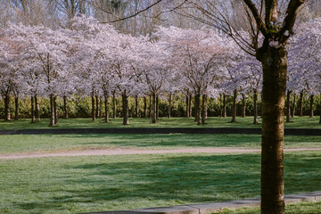 Kersenbloesempark translation flower park There are 400 cherry trees in the Amsterdamse Bos, In the...