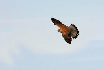 Male of Lesser kestrel flying, falcons, birds, lesser, kestrel, Falco naumanni