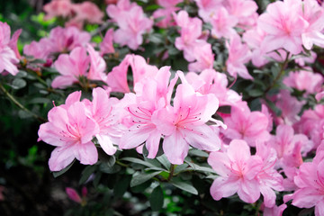 Azalea Flower