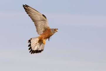 Male of Lesser kestrel flying, falcon, bird, lesser, kestrel
