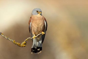 Lesser kestrel male photographed with the sunrise lights