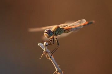 Portrait of a dragonfly (Sympetrum commun) at rest on a dry stem, in the light of the end of the day in August