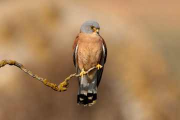 Lesser kestrel, falcons, raptors, falcons, lesser kestrel, kestrel, Falco naumanni