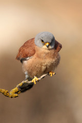 Male of Lesser kestrel, birds, falcons, kestrel, Falco naunanni