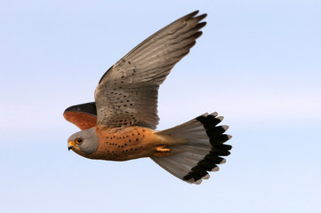 Male of Lesser kestrel flying, falcons, birds, Falco naunanni