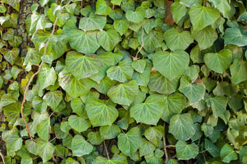 The bark of the tree covered with ivy