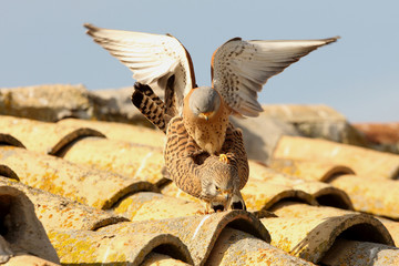 Male and female of Lesser kestrel mating, Kestrel, falcon, birds, Falco naumanni