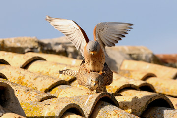 Male and female of Lesser kestrel in mating season, falcons, lesser, kestrel, birds, Falco naumanni
