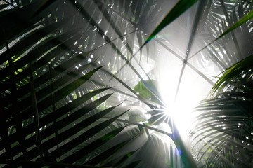 Sun filtering through the fronds of a palm