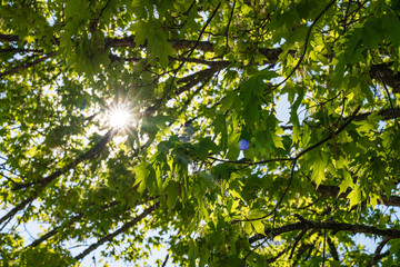 Fototapeta na wymiar Early Spring: Branches with new bright green leafs and sun flare