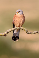 Male of Lesser kestrel with the first light of day, Falco naumanni