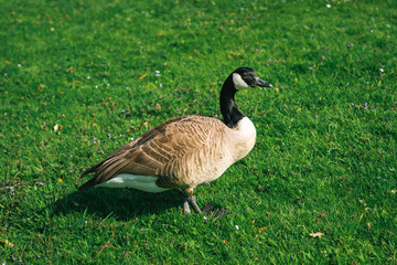 A Single Canada Goose sunbathing in a park in Meise, Belgium