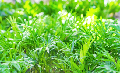 Beautiful floral background with fresh green leaves.