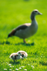 Egyptian Goslings with their Goose Mother on the background in a park in Meise Botanic Garden, Belgium