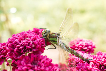 A beautiful green dragonfly sits on the bright pink chrysanthemum flowers in the garden. insect in its natural habitat