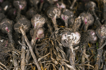 harvest of freshly picked garlic from the garden. background of garlic with sand. selective focus