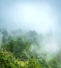 Forest landscape views with cloud and fog on the hiking trail up Acatenango volcano in Guatemala, Central America