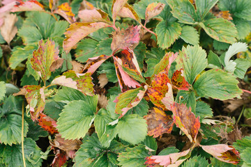 farm planting of organic strawberries without fertilizers. strawberry leaves, top view. selective...