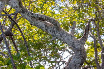 Plage soleil mer et île déserte. Palétuviers et mangrove