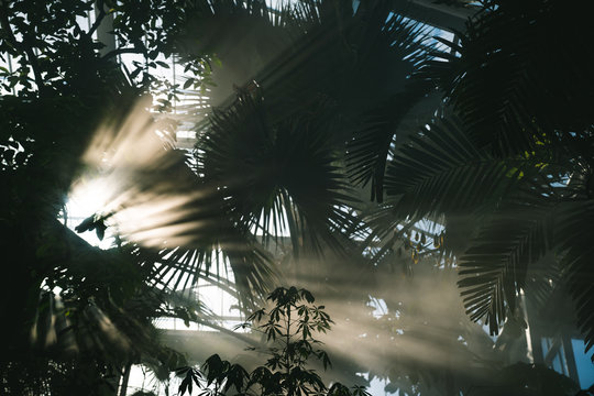 Foggy tropical greenhouse with silhouettes of plants and shining natural lights
