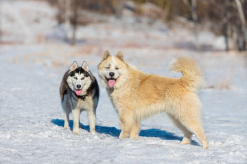 Purebred Siberian Husky. Crossbreed Husky and Caucasian Shepherd Dog. Two dogs with eyes of different colors stand next to each other in a snowy meadow in spring.