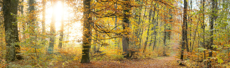 Fototapeta premium Forest Light