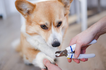 close up of cutting dog nail with a nail clipper