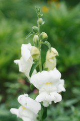 Obraz na płótnie Canvas Beautiful white Snapdragon flowers in close-up grow in the garden in summer. Selective focus
