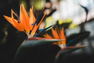 Fantastic South African Flowers: Orange Bird of Paradise or Crane Flower (Strelitzia Reginae)