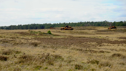 Fototapeta na wymiar Zerstörte rostige Panzer auf dem Truppenübungsplatz Senne