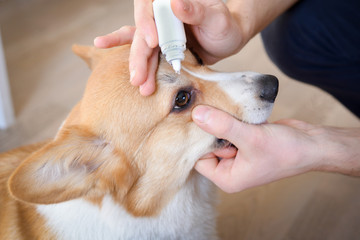 Close-up of an owner applying eye drops in dog's Eye