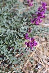 Obraz premium As Spring awakens Joshua Tree National Park, Bright purple flowers emerge on the small statured Mojave Milkvetch, Astragalus Mohavensis, a plant native to the Southern Mojave Desert.