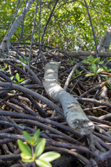 Plage soleil mer et île déserte. Palétuviers et mangrove