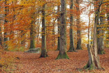 Forest Trees In Autumn