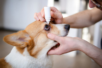 Close-up of an owner applying eye drops in dog's Eye