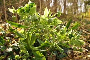 green blooming green hellebore (Helleborus viridis) flowers in woodland. green hellebore in bloom. 