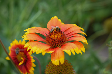 Abeja en busca del nectar