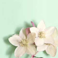 Fototapeta na wymiar Hellebore flowers (Christmas rose) isolated on bright background, easter background