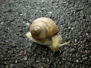 Snail