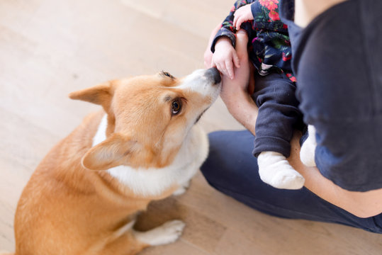 Parent Introducing A Baby To A Dog, Dog Sniffing A Baby's Hand