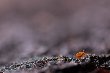 Globular Springtail on a Walk